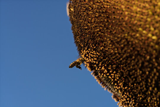 honeycomb bee flying in serene blue sky top-down perspective natural and clean background for editorial and educational resources in nature and wildlife photography.