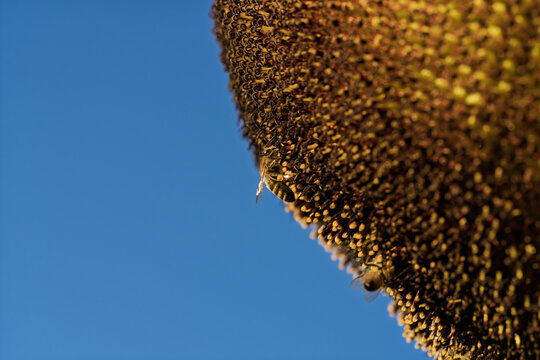 honeycomb bee flying in serene blue sky top-down perspective natural and clean background for editorial and educational resources in nature and wildlife photography.