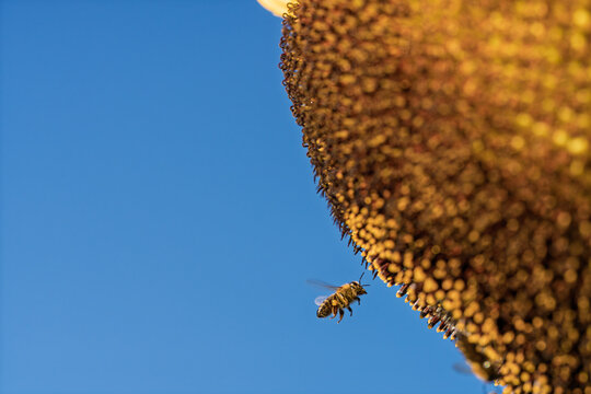 honeycomb bee flying in serene blue sky top-down perspective natural and clean background for editorial and educational resources in nature and wildlife photography.