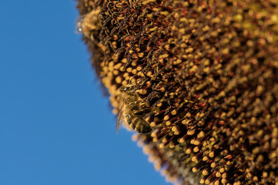 honeycomb bee flying in serene blue sky top-down perspective natural and clean background for editorial and educational resources in nature and wildlife photography.