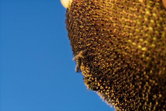 honeycomb bee flying in serene blue sky top-down perspective natural and clean background for editorial and educational resources in nature and wildlife photography.