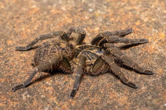 A beautiful Common Trapdoor Baboon Spider (Idiothele nigrofulva) on a rock, from Weenen, KwaZulu-Natal, South Africa