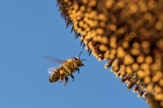 a bee flying towards a sunflower in a calm and natural setting with a clear blue sky at a low angle, close-up view of the yellow and brown pollinated flower against a clean background.