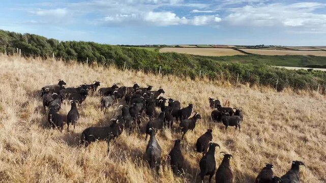 Black Sheep on farm over Devon cliffs from a drone, North Devon and Cornwall Coastpath Border, Devon, England
