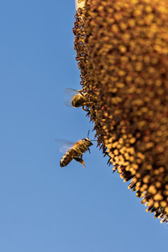 sunflowers with bees flying around in a bright and lively scene against a clear blue sky, close-up from below the flower, nature photography, summer scenes, vibrant yellow petals, brown bee.