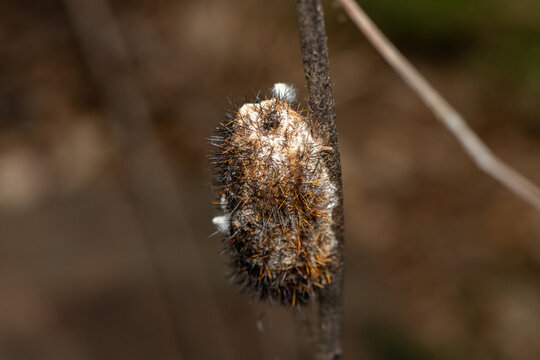 Hairy cocoon of the African Silk Moth (Gonometa postica) attached to a twig, KwaZulu-Natal, South Africa