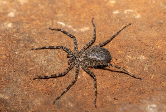 A beautiful Flattie (Anyphops sp), also known as a wall spider, camouflaged against a rock surface, KwaZulu-Natal, South Africa