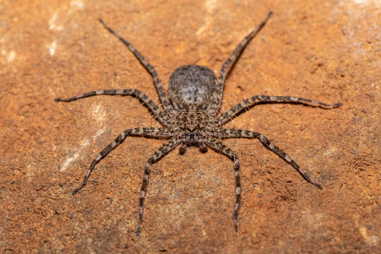 A beautiful Flattie (Anyphops sp), also known as a wall spider, camouflaged against a rock surface, KwaZulu-Natal, South Africa