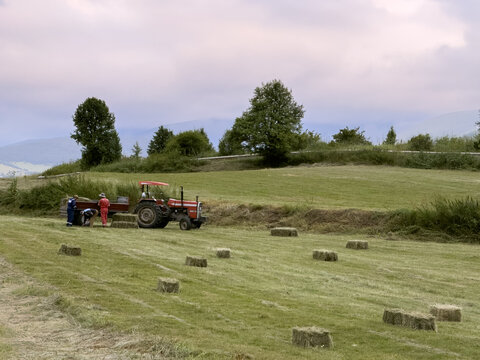 View of a red tractor and workers collecting hay bales in a rural field with mountains in the background in Posof, Ardahan, Turkiye.