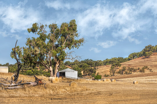 Hay bales in a field with a metal shack, Western Australia, Aus