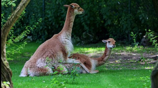 The mating behavior of the Vicunas, Vicugna Vicugna, relatives of the llama which live in the high alpine areas of the Andes