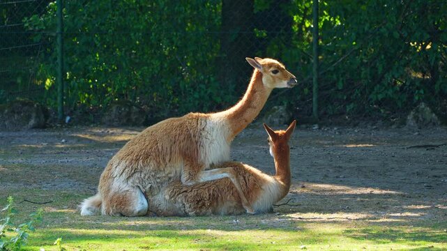 The mating behavior of the Vicunas, Vicugna Vicugna, relatives of the llama which live in the high alpine areas of the Andes