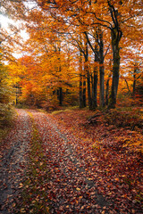 Obraz premium A winding country road is lined with tall trees showcasing vibrant autumn leaves. The ground is covered in colorful fallen foliage, creating a scenic and peaceful atmosphere.