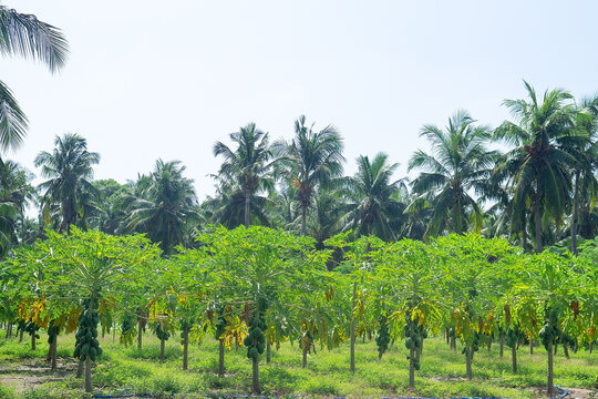 Papaya Plantation With Green Fruits On Trees
