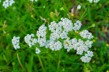 Achillea millefolium, known as common yarrow © artemstepanov