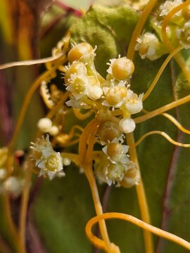Close Up of Cuscuta (Dodder) with Small White Flowers