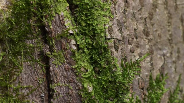 Heavy moss patch in a crevice of a deeply grooved tree trunk