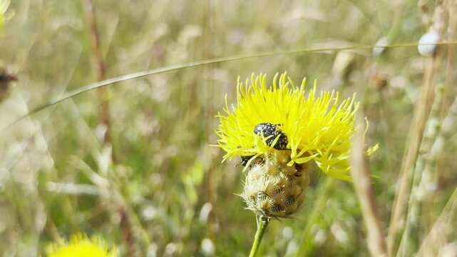 A spotted beetle feeds on a vibrant yellow star-thistle in a sunny meadow in Crimea. This peaceful scene captures the delicate harmony and wonder of wild nature.