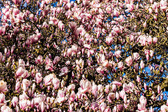 Magnolia tree blossoming in spring with pink flowers