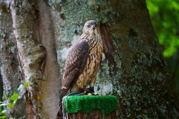 Jastrząb zwyczajny (Accipiter gentilis), młodociany osobnik, ptak drapieżny z rodziny jastrzębiowatych. Dziki leśny drapieżnik siedzący na naturalnym siedzisku. © Adam
