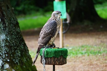 Jastrząb  © Adam