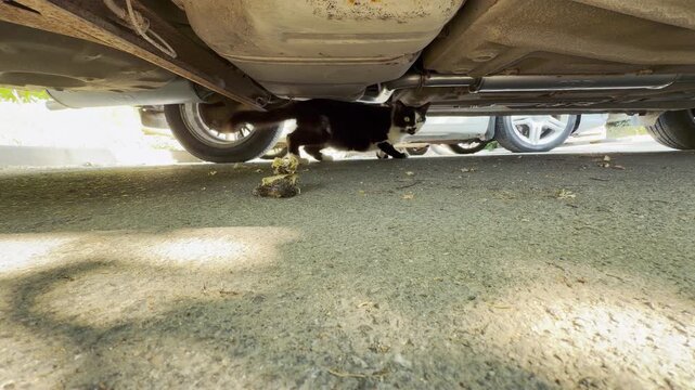 A startled black and white cat hides cautiously under a car on the pavement. The scared feline stares wide-eyed next to some food.