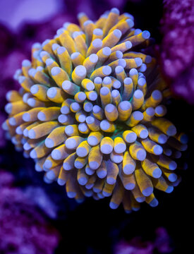 24K Gold Torch Coral with Vibrant Yellow Tentacles in a Marine Reef Aquarium