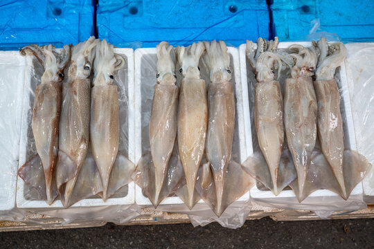Fresh raw squids arranged on ice in styrofoam boxes at traditional fish market in South Korea.