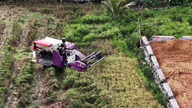 Harvesting rice using a modern combine harvester in a rural field in South Kalimantan Indonesia