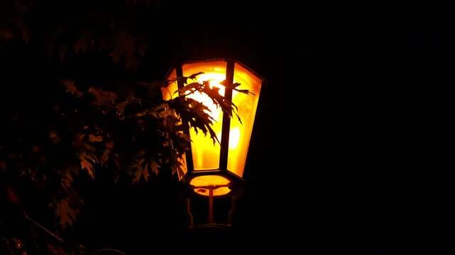 The street lamp shines softly at night. Nighttime urban scene revealing dark street lamp gradually obscured by tree branches and falling leaves, creating enigmatic mood