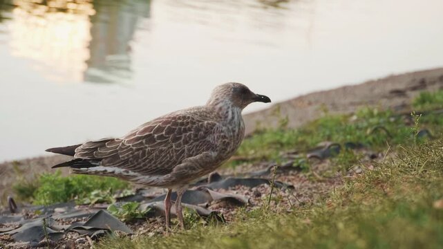 Juvenile seagull standing on the grassy lake shore at sunset, side view of young herring gull in natural habitat