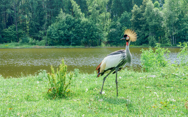 Obraz premium Exotic grey crowned crane with a striking golden crown stands gracefully on the green grass near a serene lake surrounded by lush trees and foliage