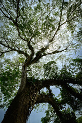 Fototapeta premium Low angle view of lush tropical tree canopy with sunburst