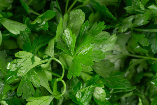 Fresh parsley leaf with water drops texture