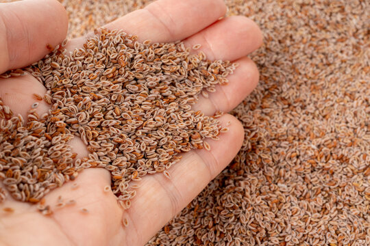 Plantago ovata seeds, Psyllium husk, isabgol dietary fiber or ispaghula