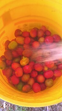 Washing freshly harvested jocote plums in a bucket