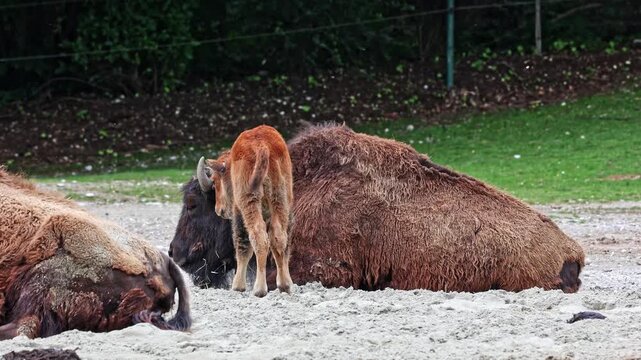Family of American bison or simply bison, also commonly known as the American buffalo or simply buffalo, is a North American species of bison that once roamed North America in vast herds. 