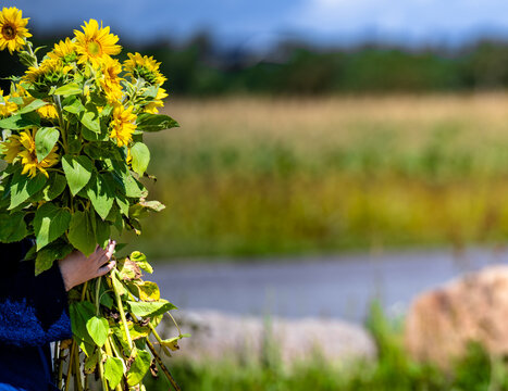 An armful of sunflowers has been picked