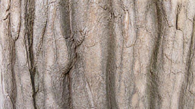 欅の樹皮テクスチャ 深い溝が縦に走る木肌の背景素材