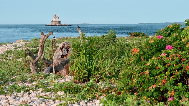 Fishers Island, New York, USA - Race Rock Lighthouse with Seagulls, Driftwood and Coastal Wildflowers