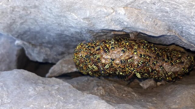 Nestled among the rocks, paper wasps actively tend to their nest, demonstrating remarkable architectural prowess and devoted parental care; these diligent creatures construct intricate, distinctive 