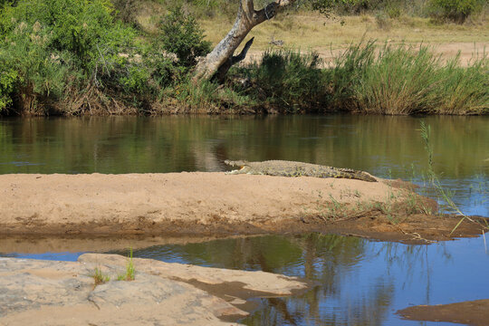 Nilkrokodil / Nile crocodile / Crocodylus niloticus