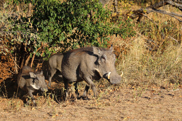 Warzenschwein / Warthog / Phacochoerus africanus © Ludwig