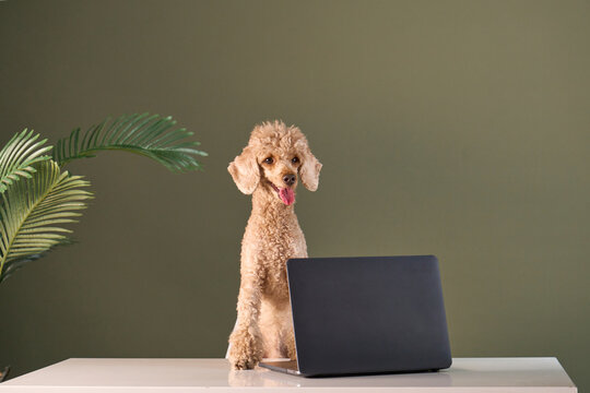 The dog sits with straight posture behind a computer screen. Its expression is focused, as if working.