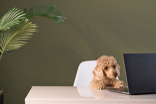 A small dog peers curiously at a screen on a desk. Large green plants and warm tones set a peaceful indoor atmosphere.