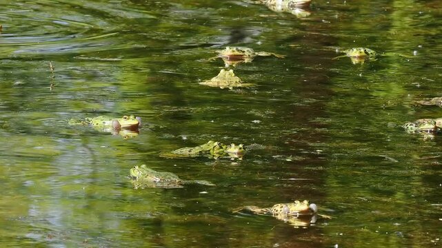 Common frog, Rana temporaria, reptiles croaking in the water, also known as the European common frog or European grass frog is a semi-aquatic amphibian of the family Ranidae 