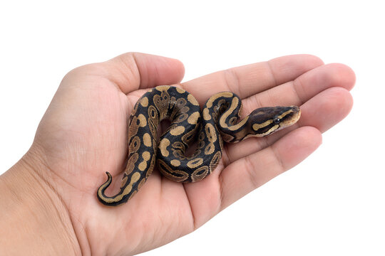 Close up studio shot of a calm ball python snake held gently in a human hand, isolated on a clean transparent background for easy compositing and design use