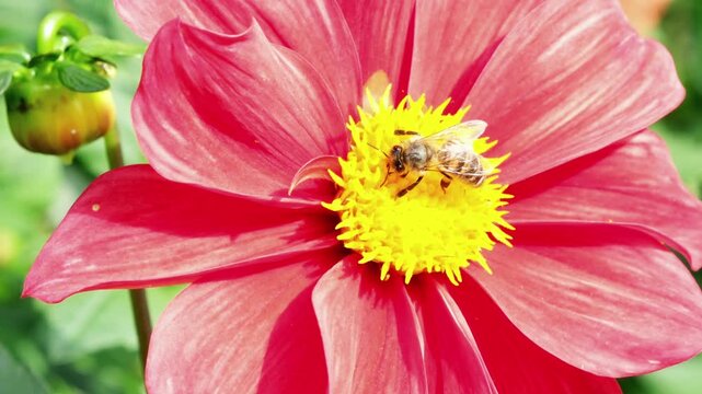 Honey bee collecting nectar on a vibrant red dahlia flower in a sunny garden, macro video sequence showing insect pollination and natural behavior