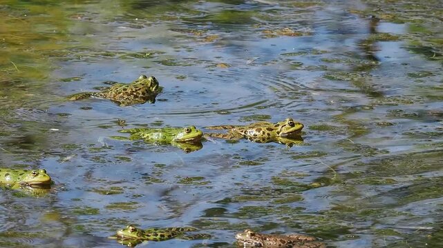 Common frog, Rana temporaria, reptiles croaking in the water, also known as the European common frog or European grass frog is a semi-aquatic amphibian of the family Ranidae 