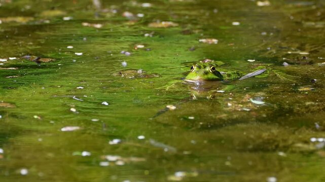 Common frog, Rana temporaria, reptiles croaking in the water, also known as the European common frog or European grass frog is a semi-aquatic amphibian of the family Ranidae 